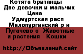 Котята британцы!!!!!Две девочки и мальчик!!!! › Цена ­ 4 500 - Удмуртская респ., Малопургинский р-н, Пугачево с. Животные и растения » Кошки   